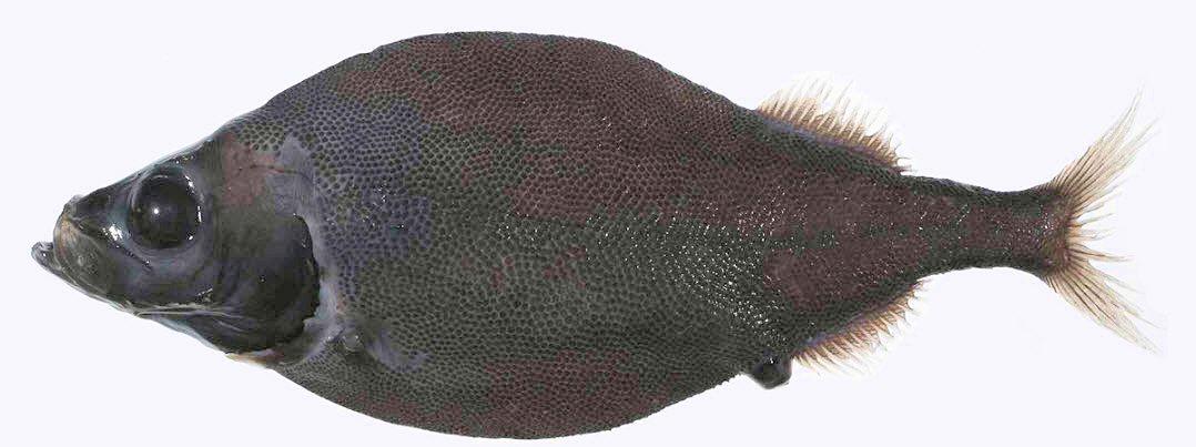 Platytroctes apus_03.jpg